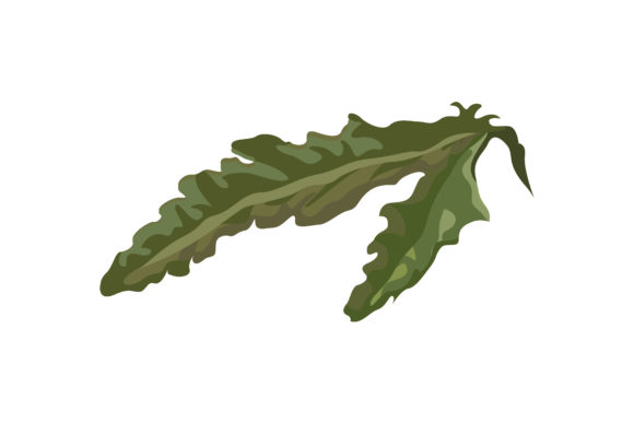 3.fresh Green Leaves of Poppies Graphics and Illustrations Review