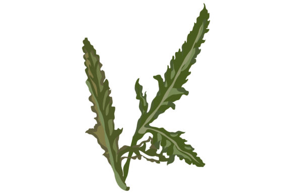 4.fresh Green Leaves of Poppies: A Designer’s Review for Graphics and Illustrations
