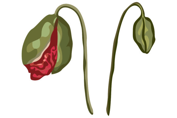 5.Red Poppies That Are About to Bloom