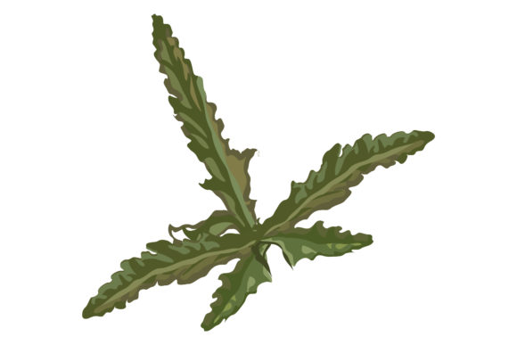 Beautiful Green Leaves of Poppies 156 Graphics and Illustrations