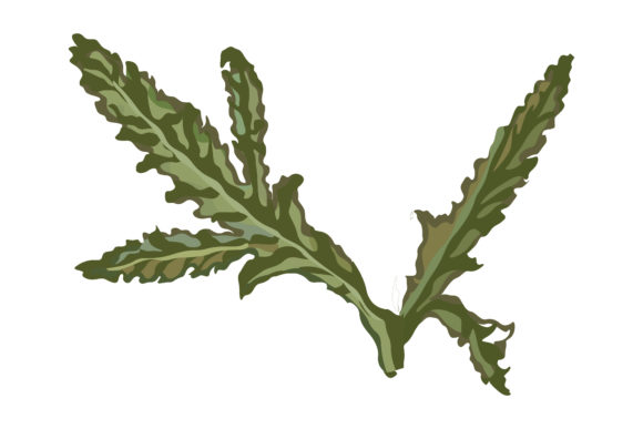 Beautiful Green Leaves of Poppies 158 Graphics and Illustrations Review