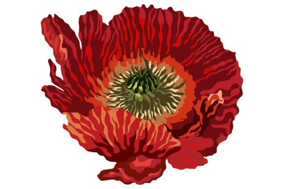 Beautiful Poppies 155 Graphics and Illustrations Review