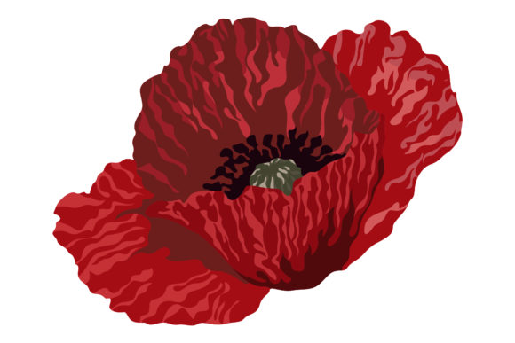 Beautiful Red Poppies 157 Graphics and Illustrations Review