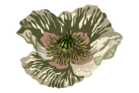 Beautiful White Poppies 153 Graphics and Illustrations Review