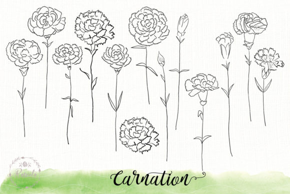 Carnation Flower Sketch Drawin Graphics and Illustrations Review