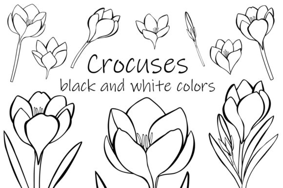 Crocuses Flower Black and White Coloring Review