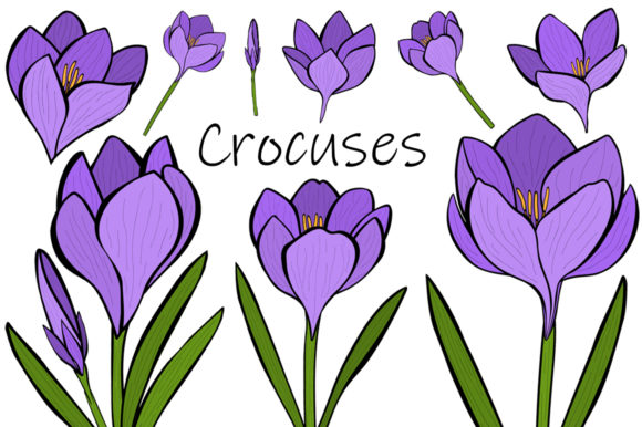 Crocuses Vector. Crocuses Flower