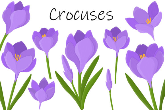 Crocuses Vector. Crocuses Flower. Graphics and Illustrations