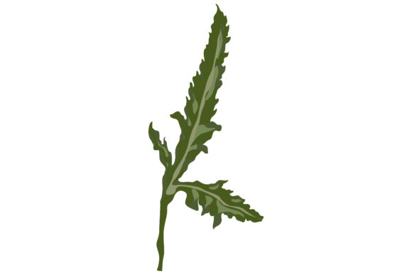 Fresh Green Leaves of Poppies 154 Graphics and Illustrations