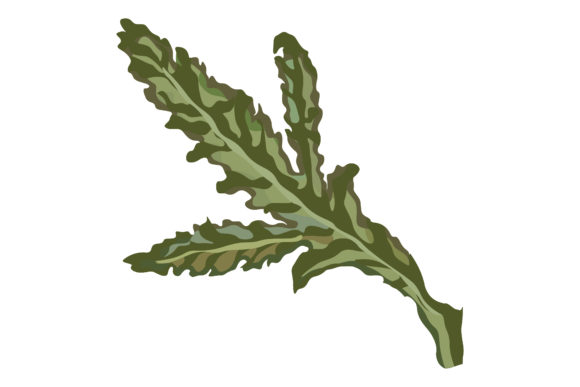 Fresh Green Leaves of Poppies Graphics and Illustrations for Modern Blogs