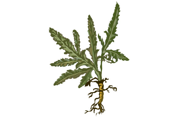 Green Leaves of Poppies with Roots
