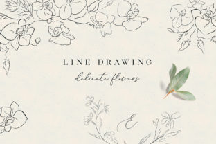 Line Drawing Orchid Flower Illustrations