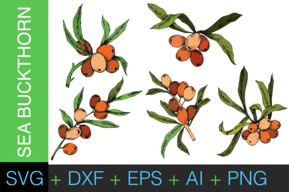 Sea Buckthorn or Seaberry Vector Set Graphics and Illustrations Review